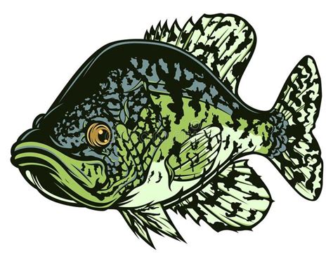 crappie - Google Search | Fish drawings, Fish artwork, Fish art