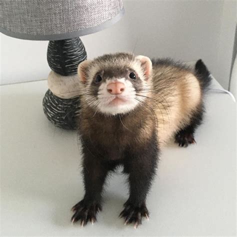 Albums 91+ Pictures Ferret Pictures In The Wild Excellent