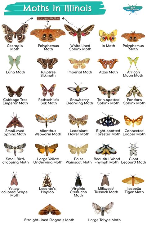 Types of Moths in Illinois