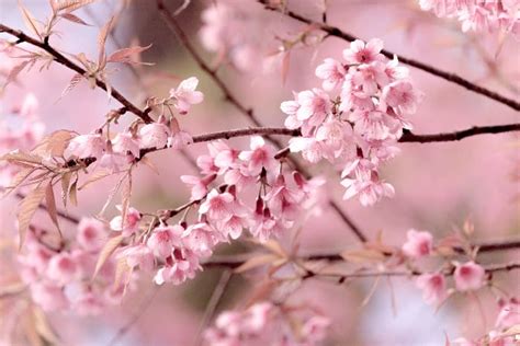 The Japanese Cherry Tree - Minneopa Orchards