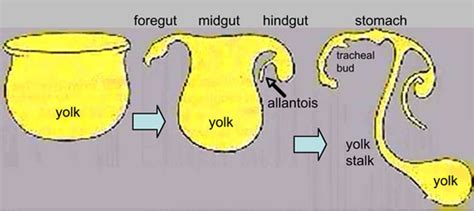 Endoderm Development Movie - Embryology