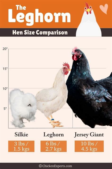 Leghorn Hen Size Comparison | Leghorn chickens, Chickens backyard, Backyard chicken coops