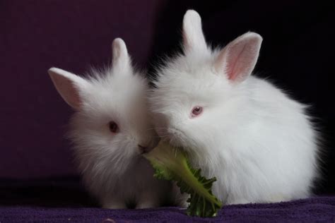 Polish - 10 Most Beautiful Rabbit Breeds