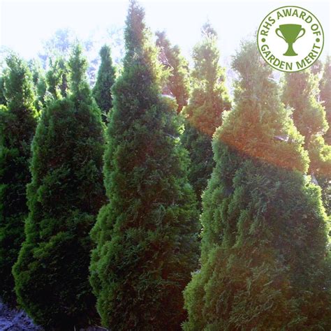 Thuja Occidentalis Holmstrup | White Cedar Tree | Conifers