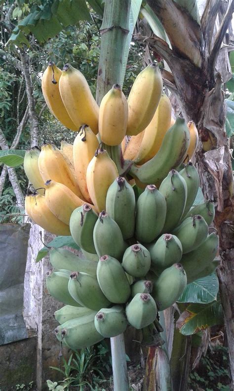 Pisang Raja Bulu - Budidaya Pisang