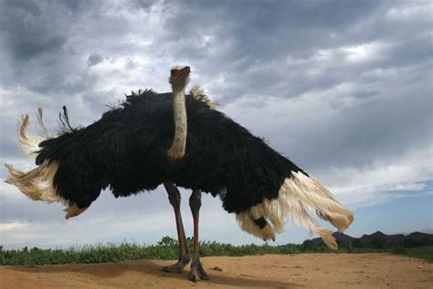 Ostrich in South Africa | Ostriches, Big animals, Ostrich