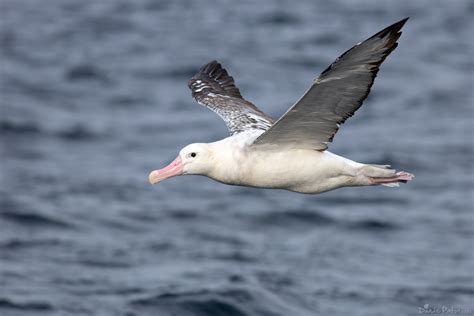 Wandering Albatross – Australian Bird Photography – Bird Photos of Australias Native Birds