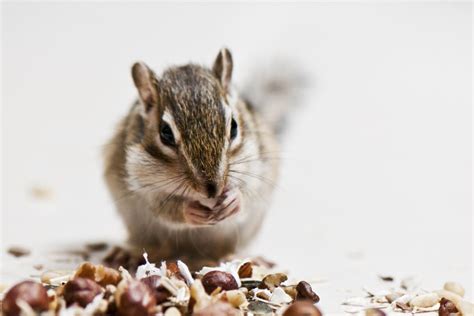 Things You Should Consider Before Choosing Chipmunks as Pets