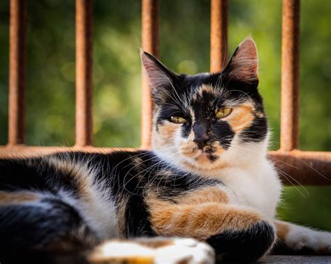 Are Calico Cats Lucky? Fun Facts About This Charming Cat Breed