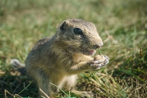 Funny Gopher Face stock photo. Image of gopher, mouth, prairie - 612532