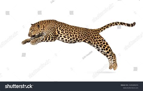 2,923 Jumping Panther Images, Stock Photos, 3D objects, & Vectors | Shutterstock