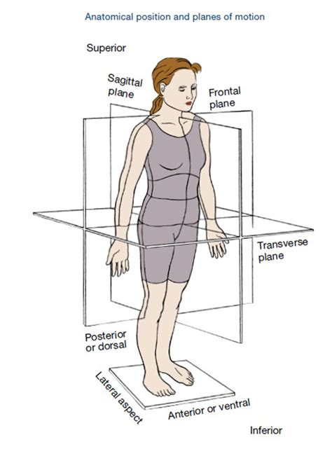 Sagittal Plane Movements