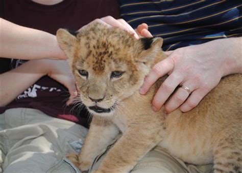 Liger Cubs - Malinka & Leloo