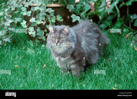 Norwegian Forest Cat blue silver tabby classic Stock Photo - Alamy