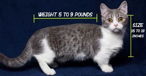 Munchkin Cat Size above all implications on weights for cats