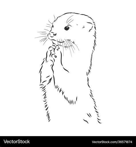 Animal river common otter otter sea otter sketch Vector Image