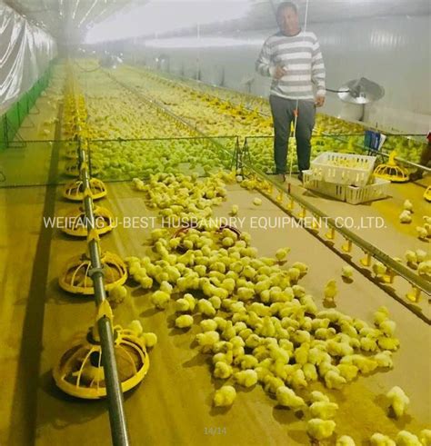 Automatic Broiler Chicken House Equipment for Poultry Farming - China Poultry Breeding Equipment ...