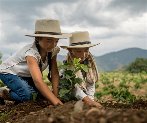 Benefits of Planting More Trees