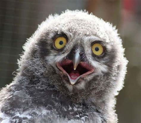 Funny Owl Pictures | Funny Images Show