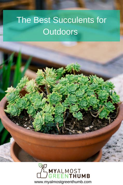 The Best Succulents for Outdoors - My Almost Green Thumb