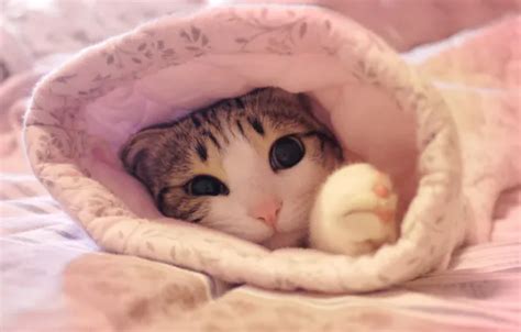 Wallpaper cat, pink, cat images for desktop, section кошки - download