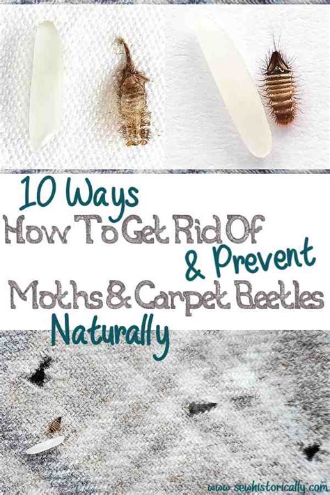 10 Ways How To Get Rid Of Moths Carpet Beetles Naturally Historical Today Sew Historically