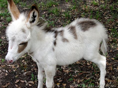 Two Men and a Little Farm: BABY MINIATURE DONKEY