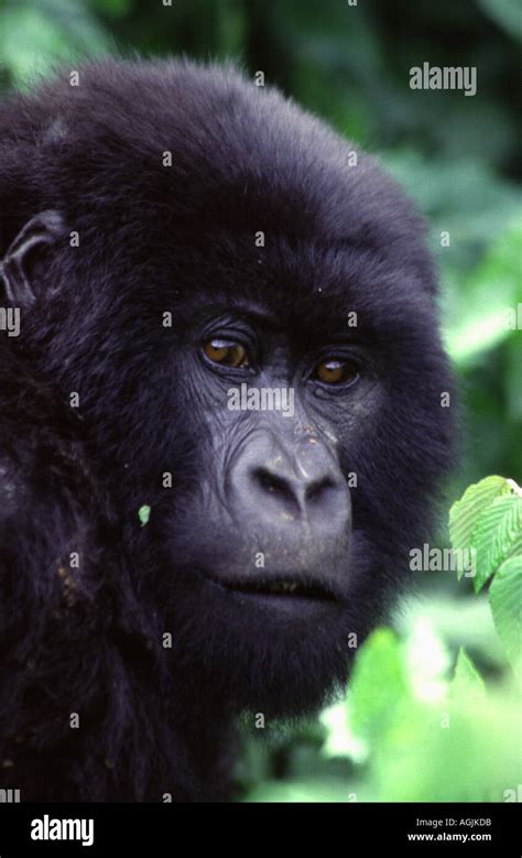 Gorilla gorilla beringei Stock Photo - Alamy