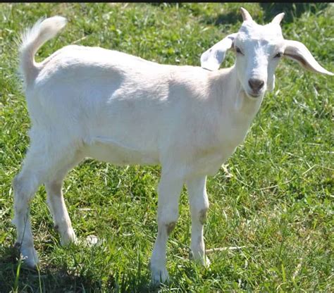 Kiko Goats | Adding a Meat Source to Your Farm - Rural Living Today