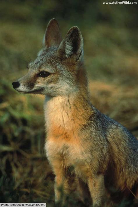 Kit Fox Facts, Pictures & Information: North American Desert Animal