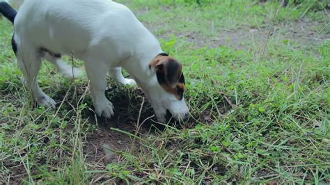 Jack russell terrier puppy playing in the yard 1274687 Stock Video at Vecteezy