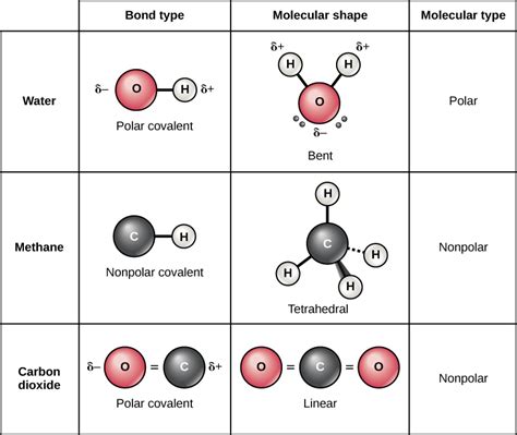 Reading: Covalent Bonds | Biology (Early Release)