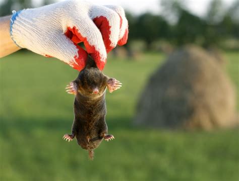 Voles Vs Moles: 7 Easy Ways To Tell The Apart