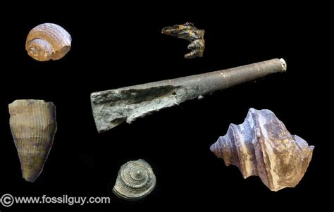 Shell Fossils Identification