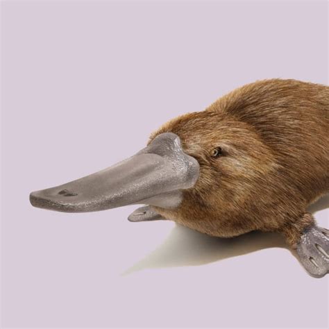 Platypus ancestor had inferior electro-sense