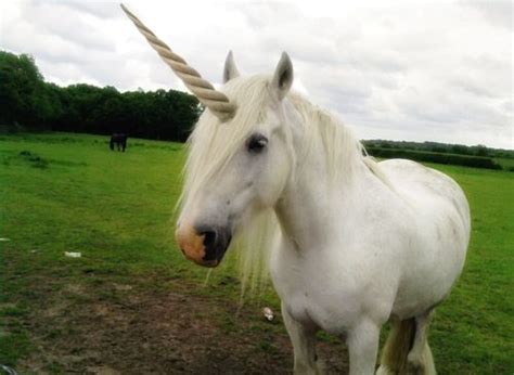 real life unicorn | Unicorns are Real! | Pinterest