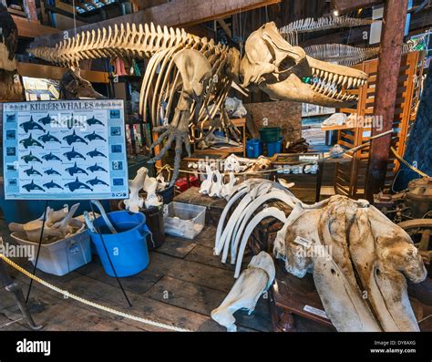 Whale skeleton hi-res stock photography and images - Alamy