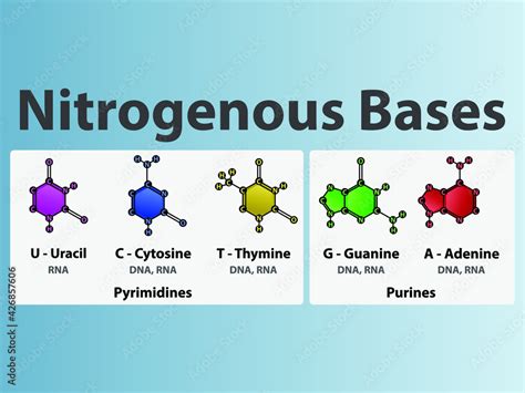 Nitrogenous bases of nucleotides - Uracil, Cytosine, Thymine, Guanine ...