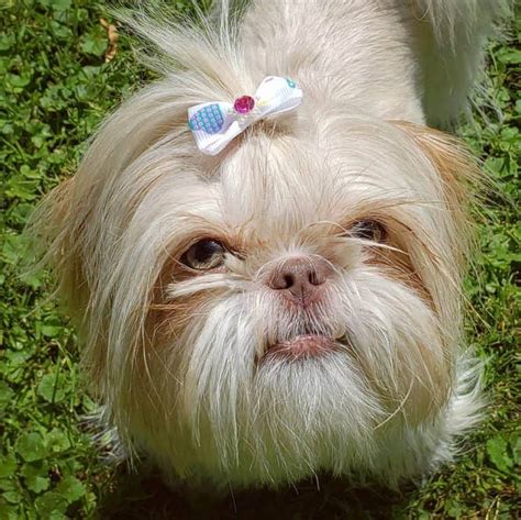 Shih Tzu Colors: The Standard & Rare Shih Tzu Coat Colors - K9 Web