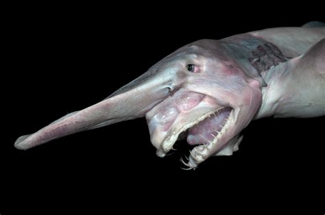 21 Creatures From The Deep Sea That Will Absolutely Give You Nightmares