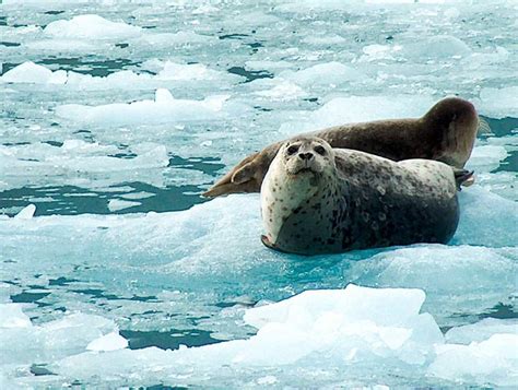 Harbor Seal | ALASKA.ORG