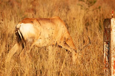 Red Hartebeest Buck Antelope - Free photo on Pixabay - Pixabay