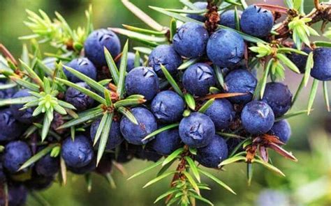 What is juniper berries? The amazing uses of juniper berries