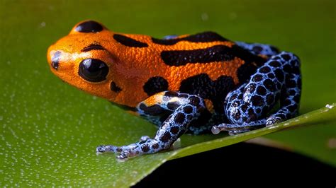 Biodiversity Science: Poisonous frogs more likely to face extinction