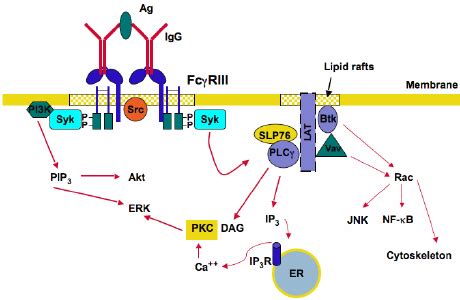 Activating Fc γ receptor signaling. Fc γ R cross-linking by... | Download Scientific Diagram