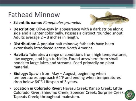 File:Fathead Minnow.jpg - Glen Canyon Dam AMP