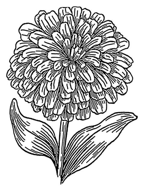 Marigold Flower coloring pages. Download and print Marigold Flower coloring pages