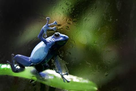 Blue Poison Dart Frog Habitat