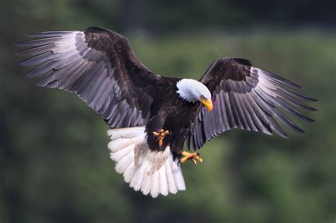 Shallow focus photography of Bald Eagle HD wallpaper | Wallpaper Flare