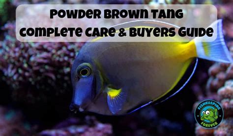 Powder Brown Tang (Acanthurus japonicus) Care Guide – Fishkeeping Forever